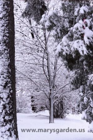 Winter maple tree