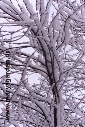 Winter maple branches