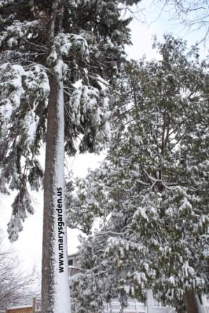 Winter pine 3